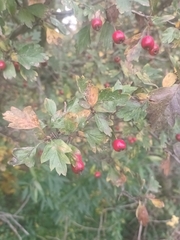 Crataegus monogyna