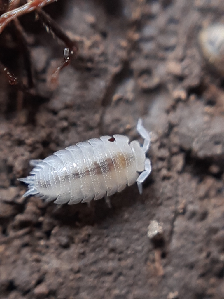 Platyarthrus atanassovi