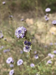 Globularia alypum