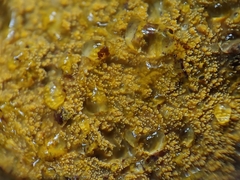 Crustodontia chrysocreas