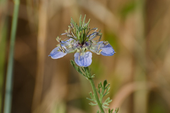 Nigella gallica