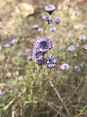 Globularia alypum