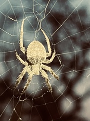 Pararaneus