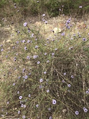 Globularia alypum