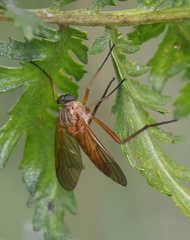 Rhagio