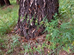 Urtica cannabina