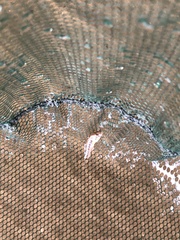 Micropercops swinhonis