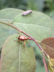 Attelabidae