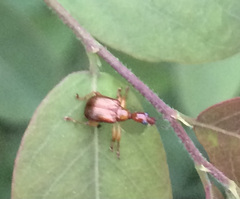 Attelabidae
