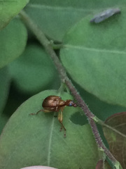 Attelabidae