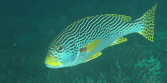 Plectorhinchus lineatus