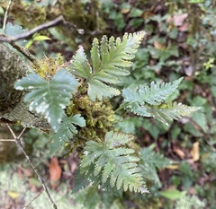 Davallia repens