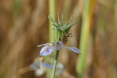 Nigella gallica