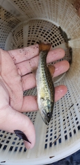 Micropterus floridanus