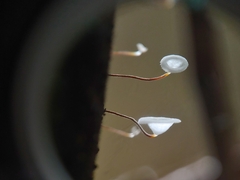 Gloiocephala epiphylla