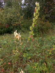 Aconitum barbatum