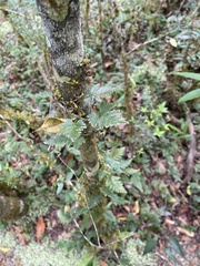 Davallia repens