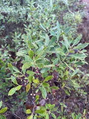 Ilex glabra