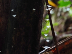 Gloiocephala epiphylla