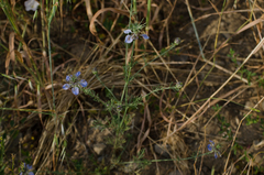 Nigella gallica