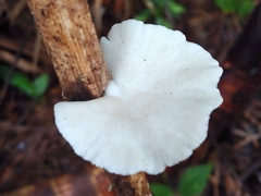 Pleurotus djamor