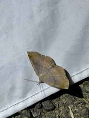 Mecodina nubiferalis