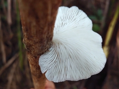 Pleurotus djamor