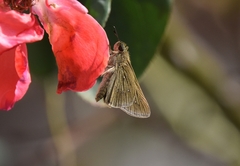 Pelopidas mathias