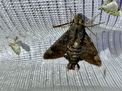 Macroglossum saga