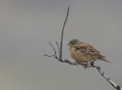 Emberiza hortulana