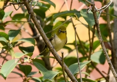 Zosterops erythropleurus