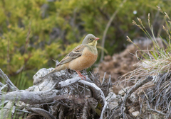 Emberiza hortulana