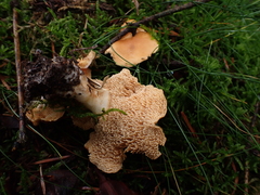 Hydnum rufescens