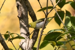 Zosterops erythropleurus