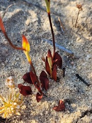 Disa