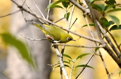 Zosterops erythropleurus