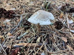 Macrolepiota
