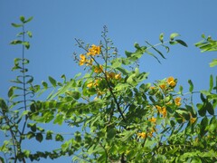 Tipuana tipu