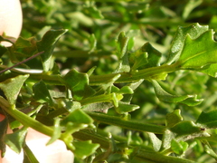 Baccharis pilularis pilularis