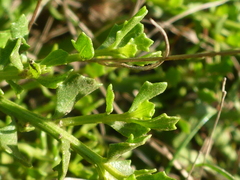 Baccharis pilularis pilularis