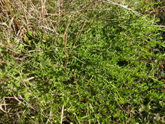 Baccharis pilularis pilularis