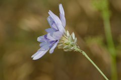 Catananche caerulea