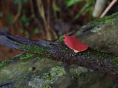 Phillipsia domingensis