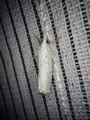 Chrysoteuchia distinctellus