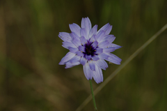 Catananche caerulea