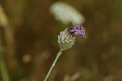 Catananche caerulea