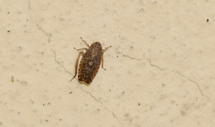 Phlepsius intricatus