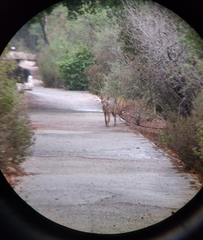 Canis aureus syriacus