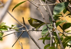 Zosterops erythropleurus