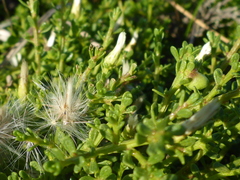 Baccharis pilularis pilularis
